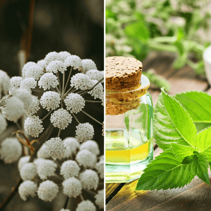 BOOSTS MICROCIRCULATION